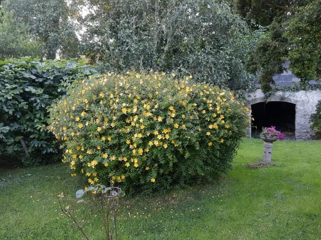 Kilmahon House, P25A973 Bed & Breakfast Shanagarry Luaran gambar